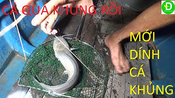 548  Thả Câu Dưới Sông Trước Nhà ( Cá Gì Cũng Dính ) Dính Cá Trê Khủng ( P 1 )| Đất Phương Nam