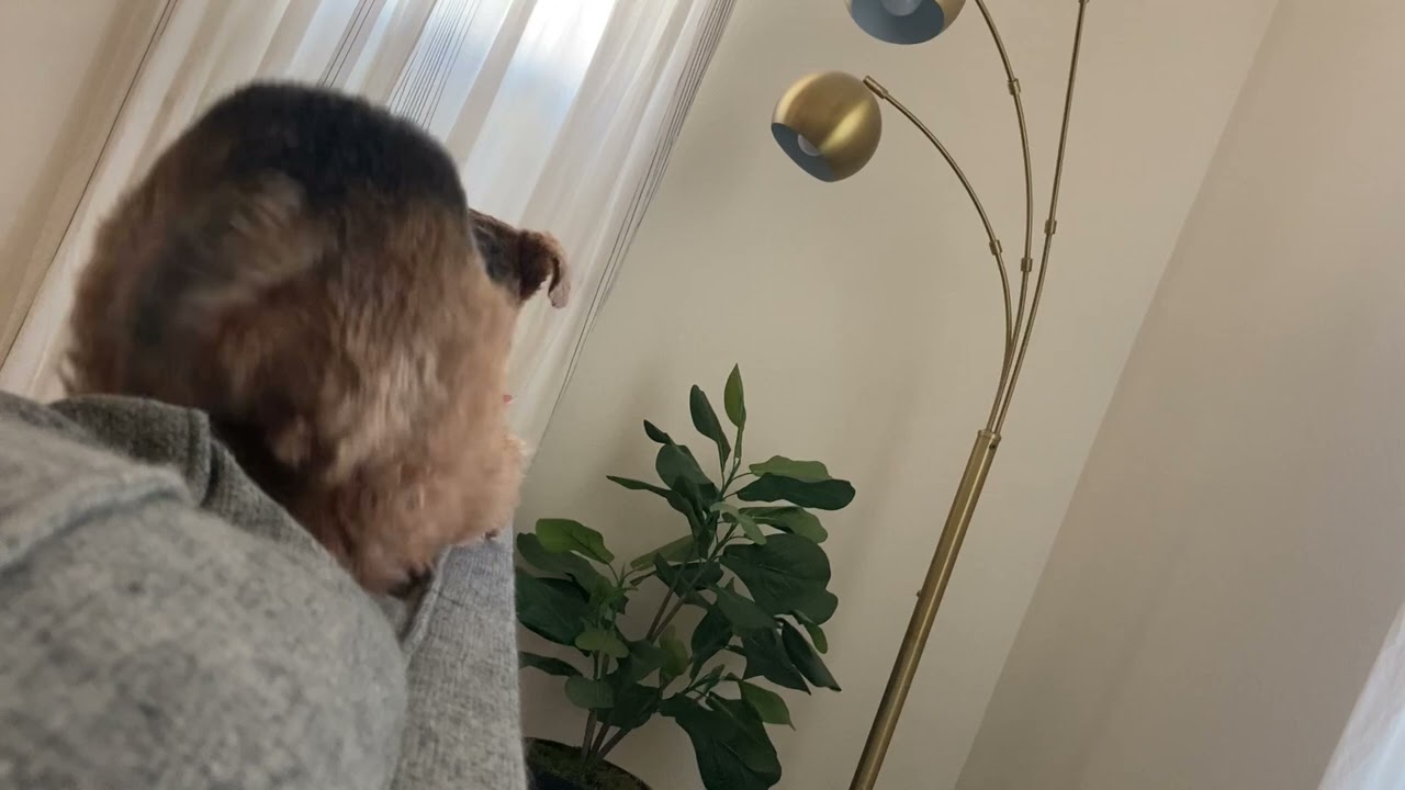 Swipesy Saturday 1: Featuring a Lethargic Welsh Terrier