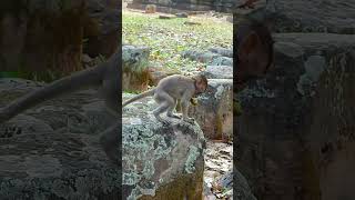 Famous Cute Baby Monkey Exploring the World While Growing Up ♥#monkey #animals #babymonkey #art #cute Net Worth