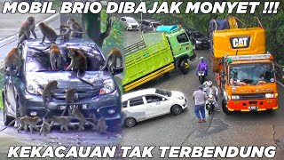 A car has been hijacked by a herd of monkeys