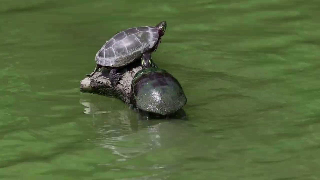 Take a virtual shuttle tour ride at Ottawa National Wildlife Refuge!