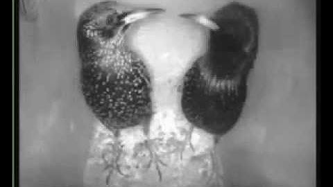 Spreeuwen(K2) ruzie. 14 febr. 17.45 uur pm.flv