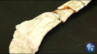 70 Million Year Old Dinosaur Eggs Discovered