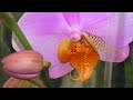 Самый обыкновенный завоз Орхидей по понедельникам😊💮💐 в Леруа Мерлен  от JMP . Орхидеи с НАЗВАНИЯМИ