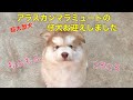 アラスカンマラミュートパピー もふもふ子犬 お迎えしました！超大型犬 alaskan malamute puppy