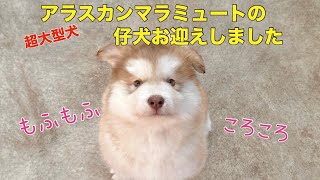 アラスカンマラミュートパピー もふもふ子犬 お迎えしました超大型犬 alaskan malamute puppy