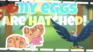 ANIMAL JAM| MY EGGS ARE HATCHED!!