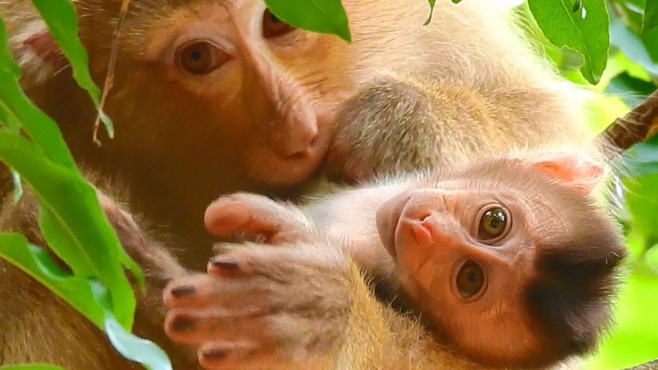 Rose Feel Bad, Warning & Weaning, Hit Baby REX Cry So  Loudly, Then Feeding Milk & Grooming For REX