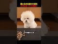 飼い主が丹念に仕掛けた罠を、この子犬はあっさり見抜く！