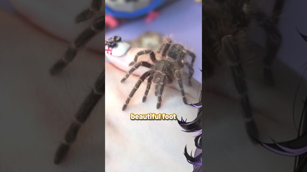 Why Are Tarantulas SO CUTE?