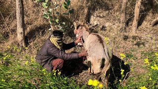 Famous Smart Donkey Breeding Handbook Profile