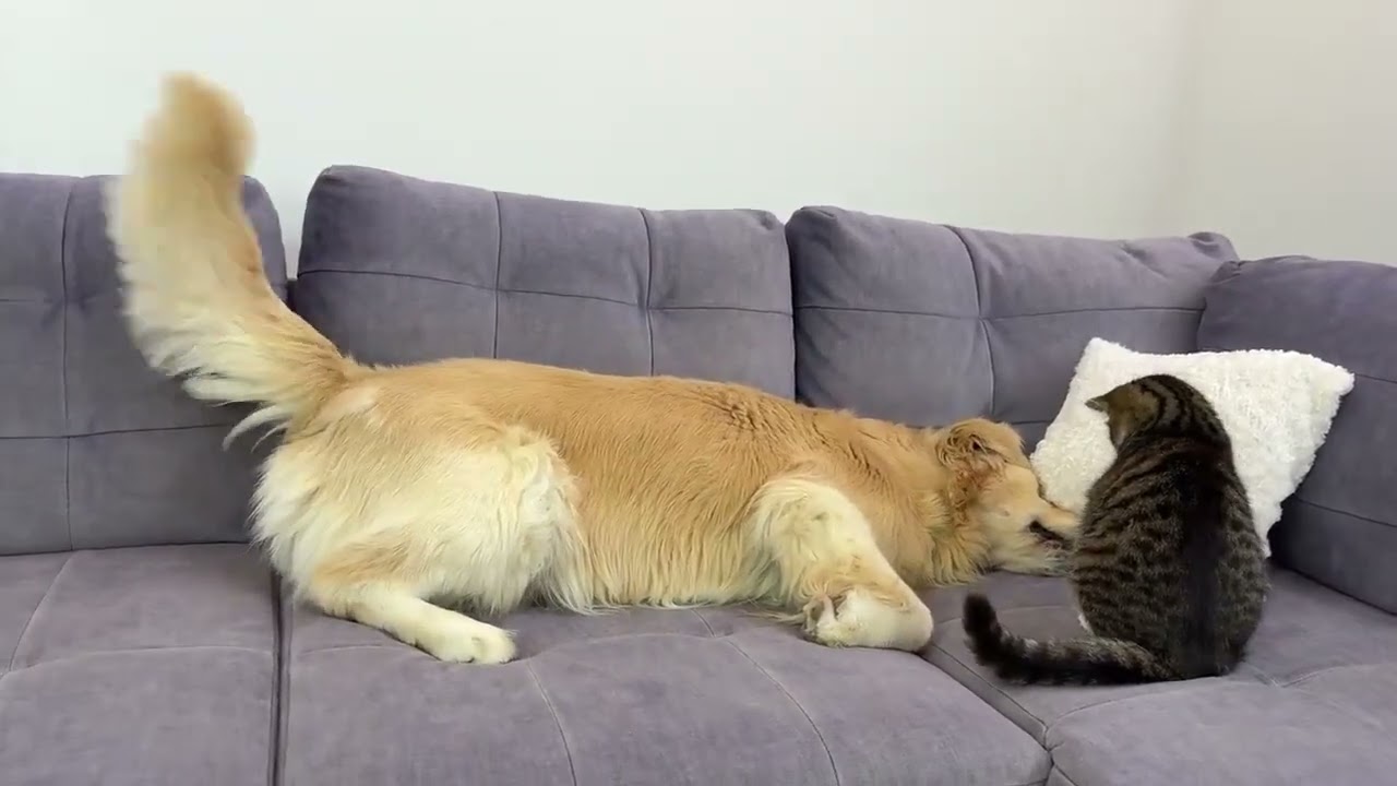 Poor golden Retriever was attacked by a mischievous cat - you won t believe what happened