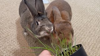Lawnmowers ACTIVATED! 🐰🌱 | Rabbits Go to Town on Wheatgrass