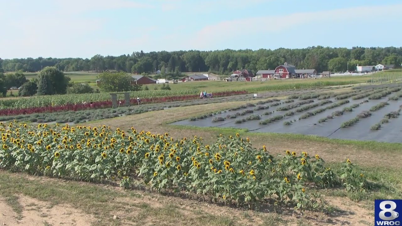 Drought conditions across US impact local food prices, shortages - YouTube