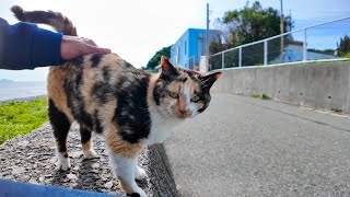 I met a calico cat on a road along the sea, and when I sat on the breakwater, he sat next to me