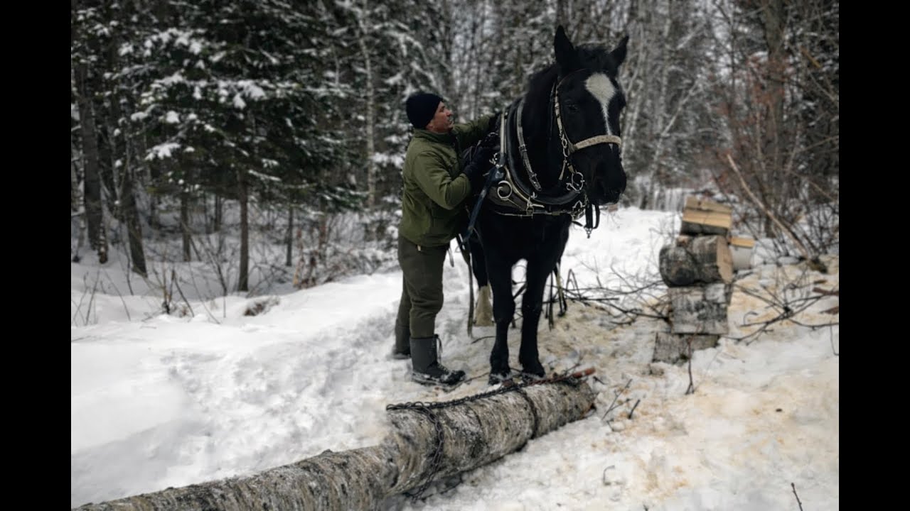 Travailler la forêt avec un cheval : un choix de vie