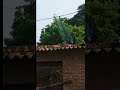 सुहाना मौसम में मोर का नृत्य देखें नेचुरल दृश्य सुरीली आवाज