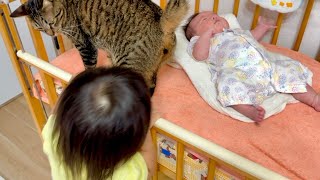 赤ちゃんを守る猫と遊びたい2歳児の攻防が可愛すぎました...。