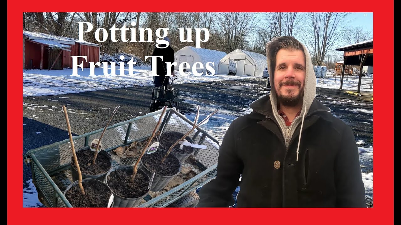 Potting up fruit trees YouTube
