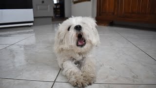 Maltese Dog Dental Care: Preventing Oral Health Issues