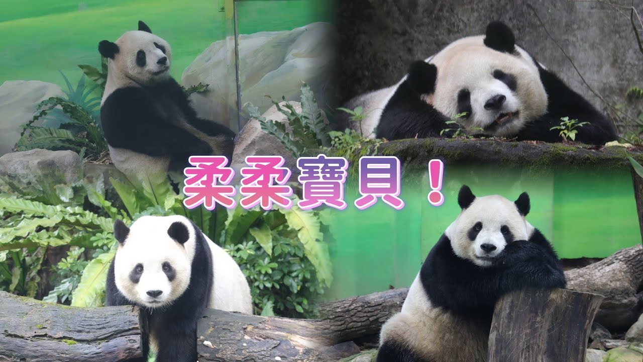 圓寶妹下午等門沒人理，生氣上樹翻滾下來/黃球藏什麼？20260305