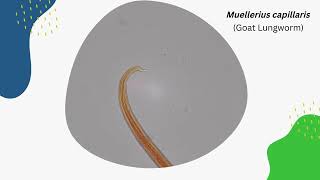 Goat Lungworm Muellerius Capillaris