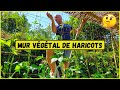 Construire des murs de haricots  de 3m de haut  