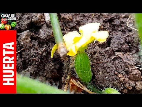 Cultivo de Sandía