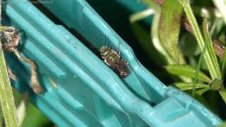 Blue Mason Bee (Osmia caerulescens) -  Brighton, May 2021 I have to say, I found this Blue Mason bee particularly challenging to film. 

Not only is it exceptionally fast, in this case at least, its persistent zig-zagging and sudden changes in direction suggested the bee itself had no idea where it was going, let alone me.

For that reason, much of the video is slowed to try to give you something to watch other than a random ball of fur whizzing across the screen.

Blue Mason's are the kind of bee you'd want as a best mate. They're industrious, excellent pollinators fun to watch and almost entirely non-aggressive.

 It is locally widespread in the UK, but not in huge numbers.

The females are dark blue-black bees with a metallic sheen, about 10-12mm long, sparsely covered with brown hairs, with a narrow pale fringe of hair on the hind margins of the tergites (segments on the abdomen). The dense brush of pollen transporting hairs (scopa) on the underside of the abdomen are jet black.

The males (seen here) are smaller with a denser covering of orange hairs on a rathe