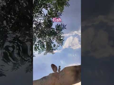 Fish 🐠🐟 #shortsvideo #nature #love