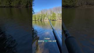 Little Trout eating bugs on Salmon River
