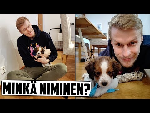 Video: Mistä tiedät, onko maltillinen koira raskaana?