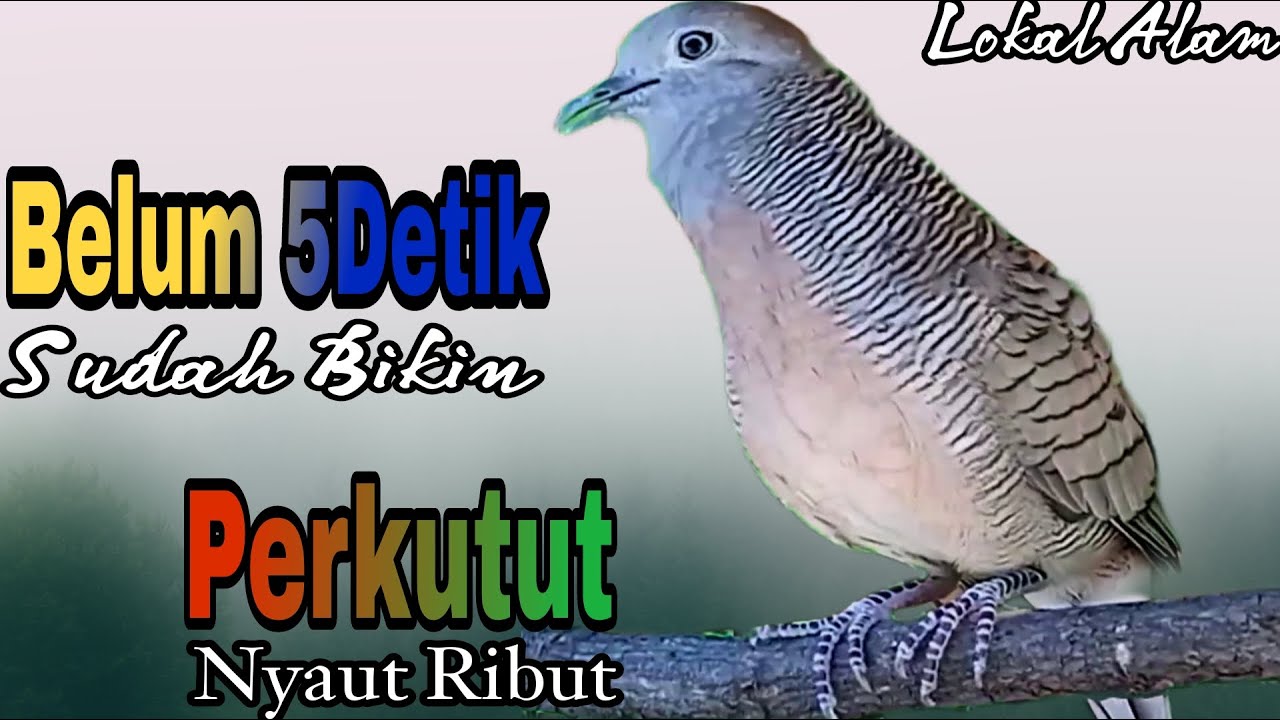 PANCINGAN PERKUTUT TERAMPUH HITUNGAN DETIK BIKIN SEMUA PERKUTUT LANGSUNG NYAUT LANGSUNG RIBUT