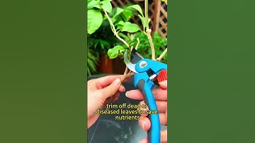 Fastest & Easiest Way to Root Plants!