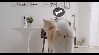Ingenius Treat-Tossing Dog Camera (Only Furbo) screenshot 4