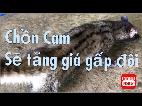 Chồn Cam đang hiếm, giá sẽ như thế nào thời gian tới