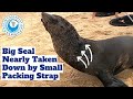 Big Seal Nearly Taken Down by Small Packing Strap