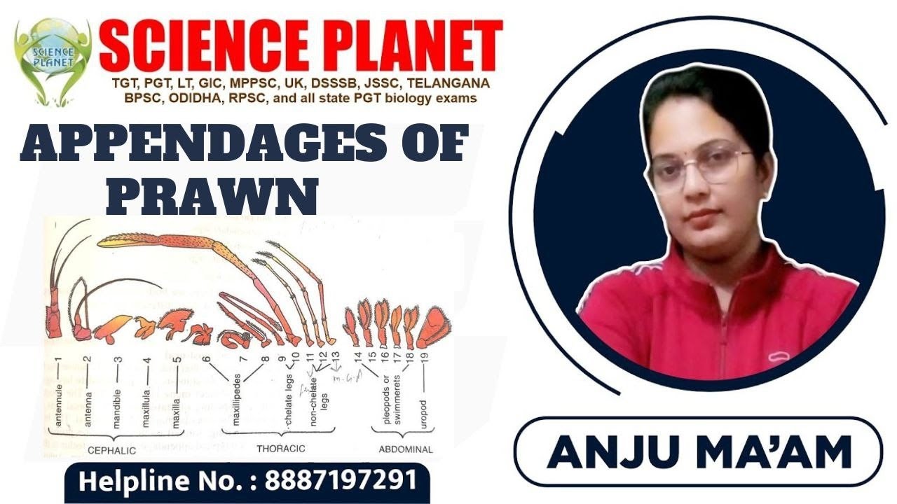 APPENDAGES OF PRAWN II BRIEF DISCUSSION II BY ANJU MAM