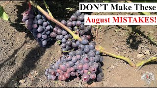 DON’T Make THESE MISTAKES in Your VINEYARD This AUGUST!