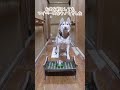 大型犬が3頭いる廊下で、徒競走やってみたら…#shorts