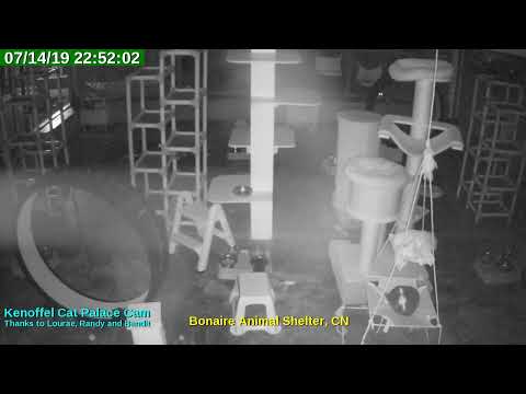 video editing software free Animal Shelter Bonaire Live Stream