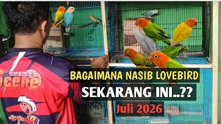 Bertahan Di situasi Yang Sulit ‼️Ternak Lovebird 2026