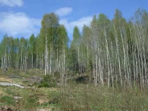 Time-lapse: Spring to Winter - Just the Birches