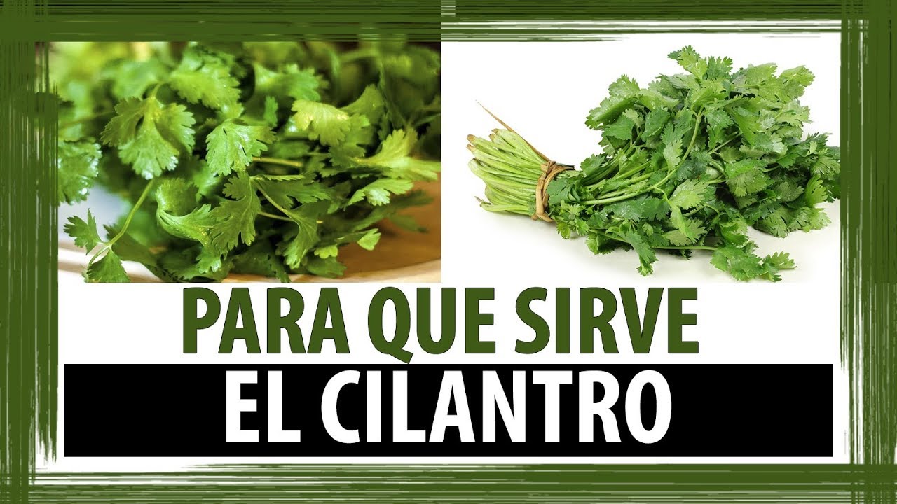 Para que se usa el cilantro