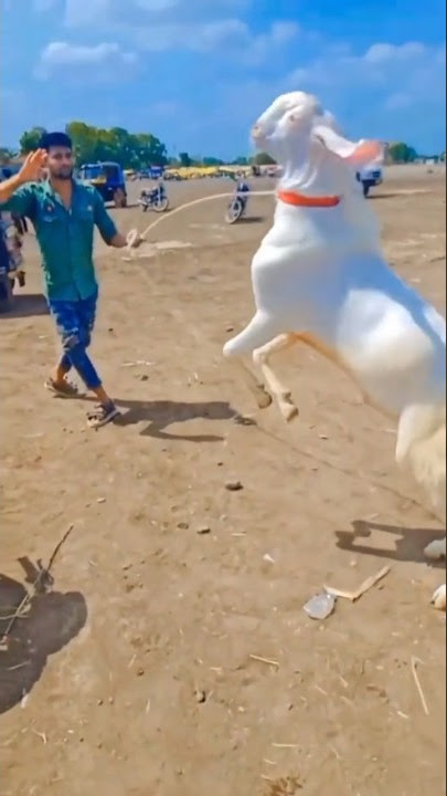 Beautiful White Goat Playing #goat #shorts