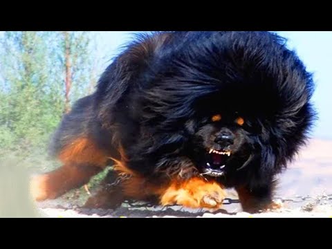 Video: Dog Fancy журналы 