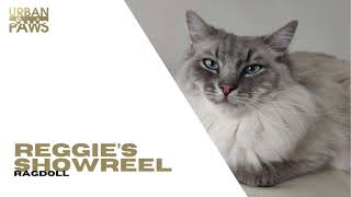 Reggie (Ragdoll) - Showreel by Urban Paws Agency and Urban Paws Ireland 14 views 2 months ago 1 minute, 28 seconds