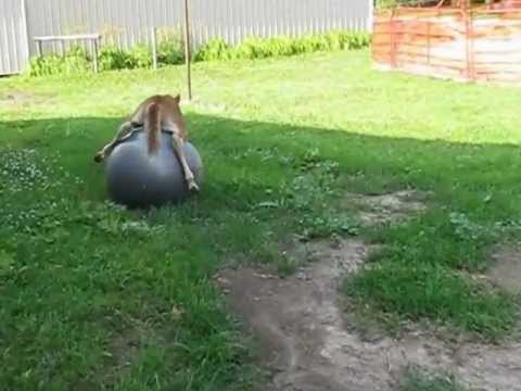 horse-falling-over-a-ball---very-funny