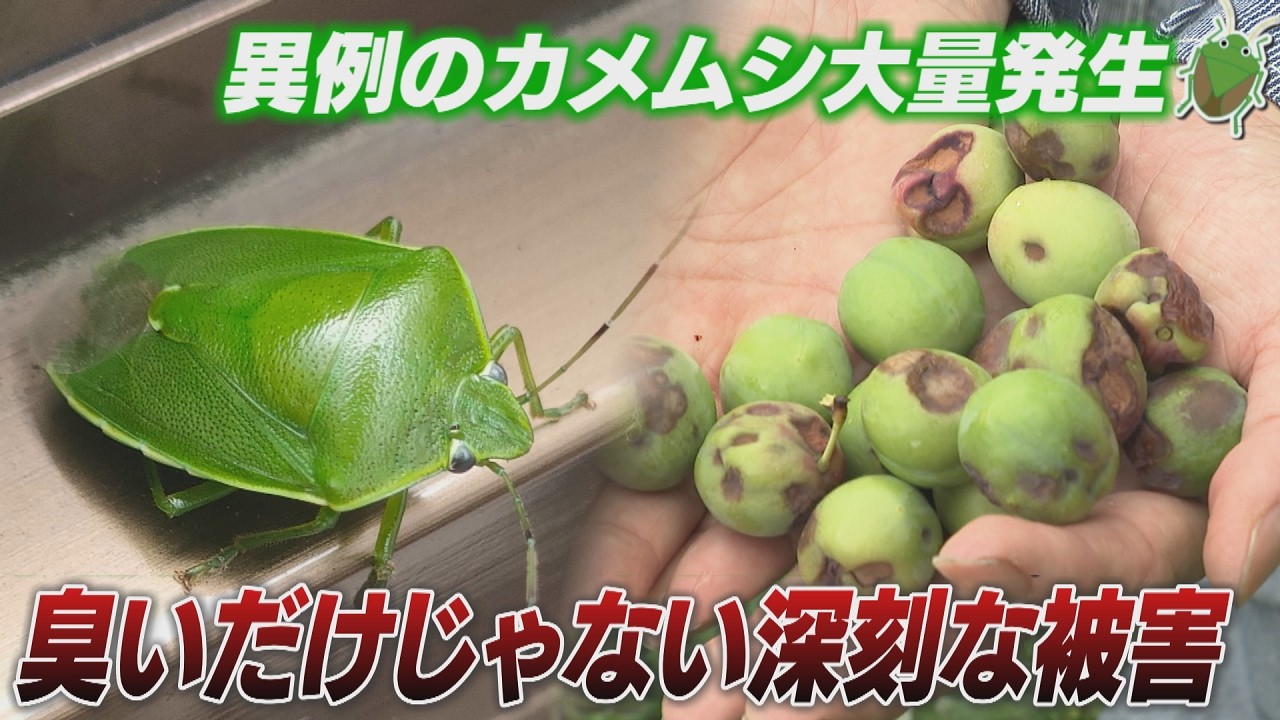 Stink bugs are appearing in ten times the usual number! Plum
