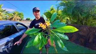 Hunting Plumerias in Hawaii ( Starting our Garden) Beginning of our Planting Journey